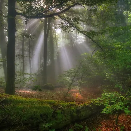 호텔 Koch Schilt Irrel