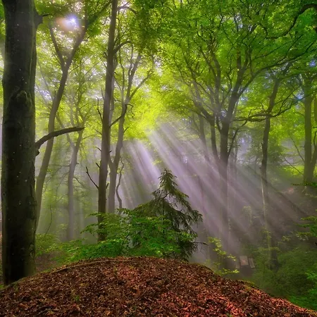 Koch Schilt 3* Irrel