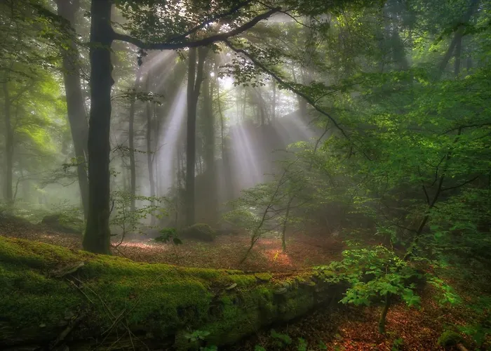 Отель Koch Schilt Irrel